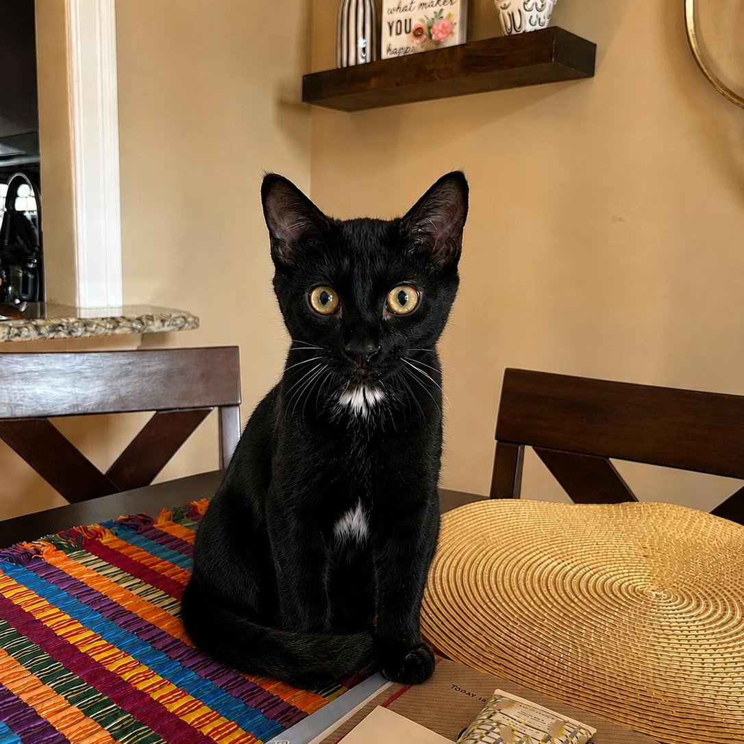 Leaf, a Adoptable Domestic Short Hair in Moriches, NY image 2/4