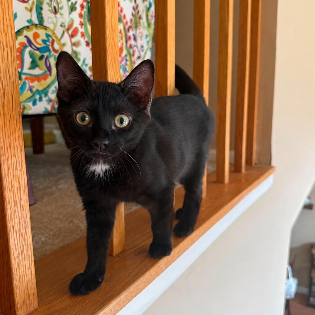 Leaf, a Adoptable Domestic Short Hair in Moriches, NY image 1/4