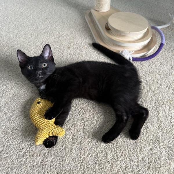 Leaf, a Adoptable Domestic Short Hair in Moriches, NY image 3/4