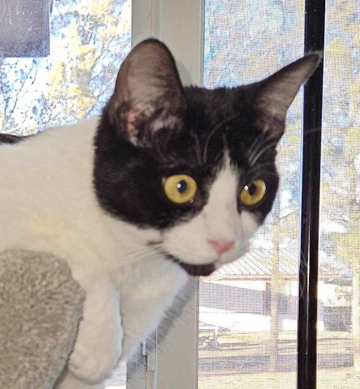 Sekhmet, a Adoptable mixed breed in Las Cruces, NM image 1/2