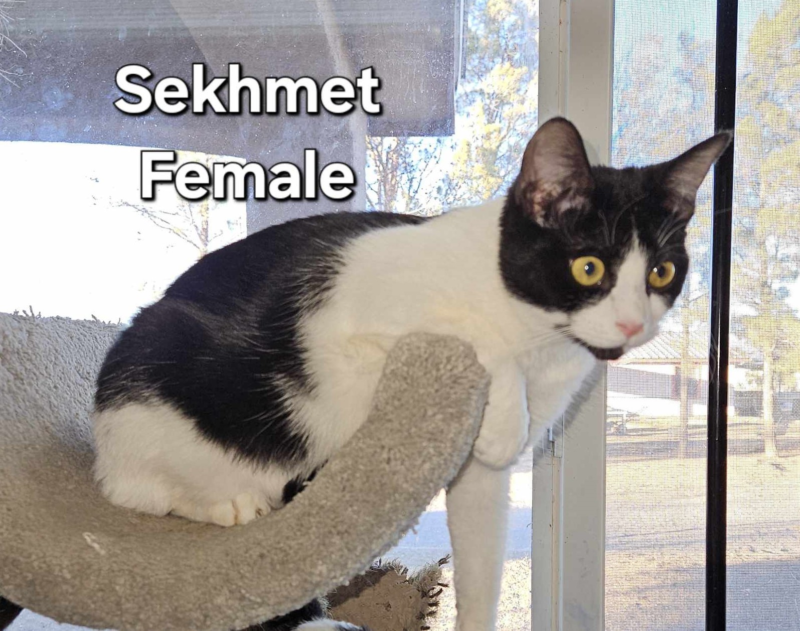 Sekhmet, a Adoptable mixed breed in Las Cruces, NM image 2/2