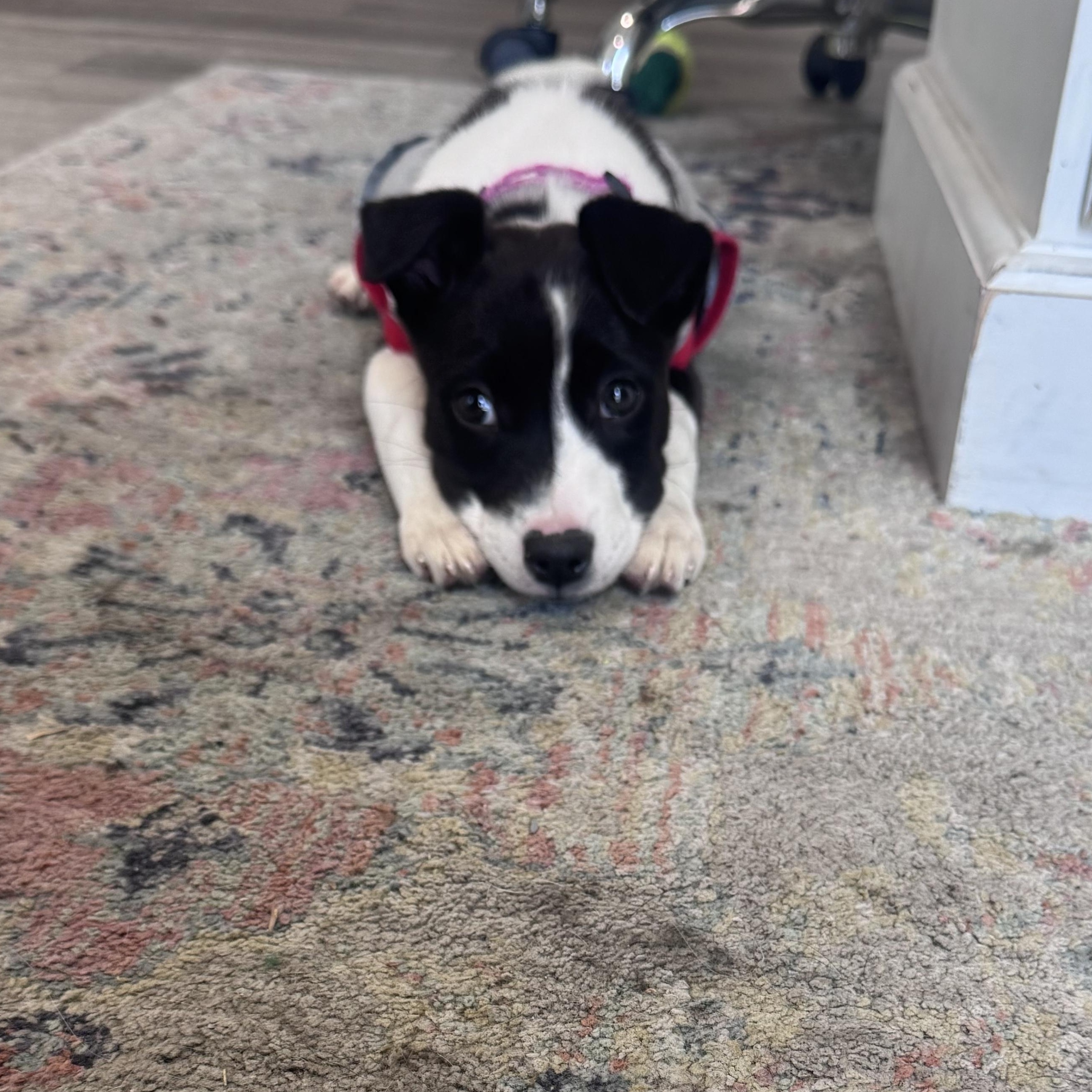 Dixie, a ADOPTABLE mixed breed in Calabash, NC image 3/4