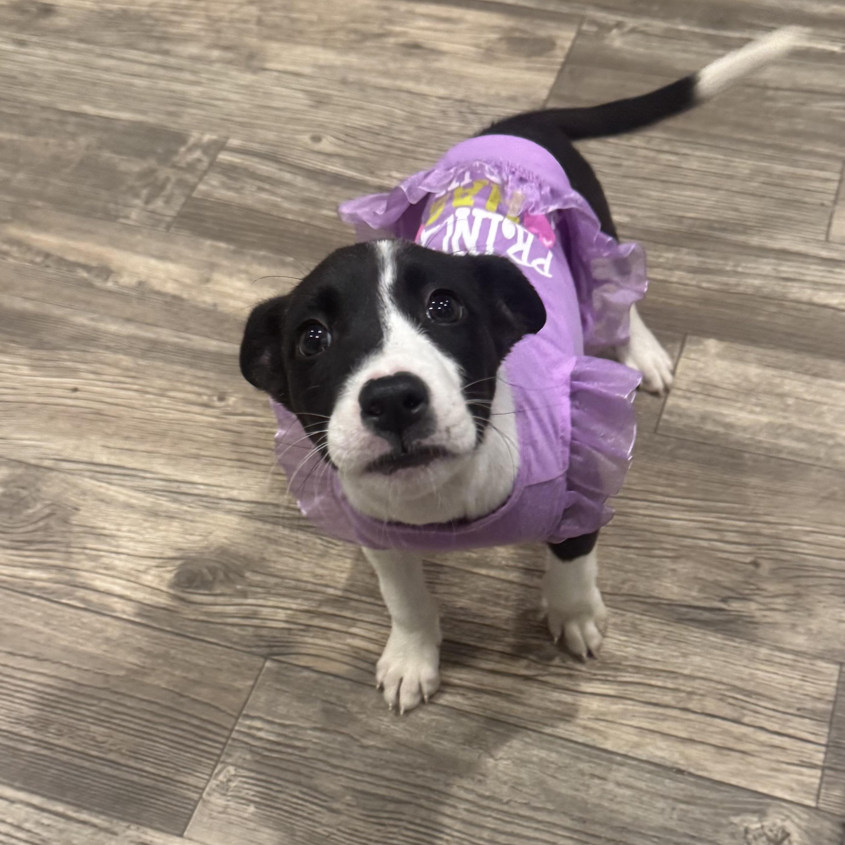 Dixie, a ADOPTABLE mixed breed in Calabash, NC image 2/4