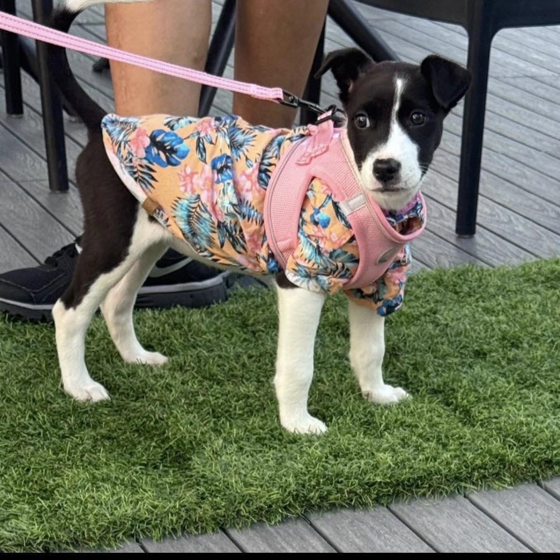 Dixie, ADOPTABLE, Young Female Rat Terrier & Border Collie.