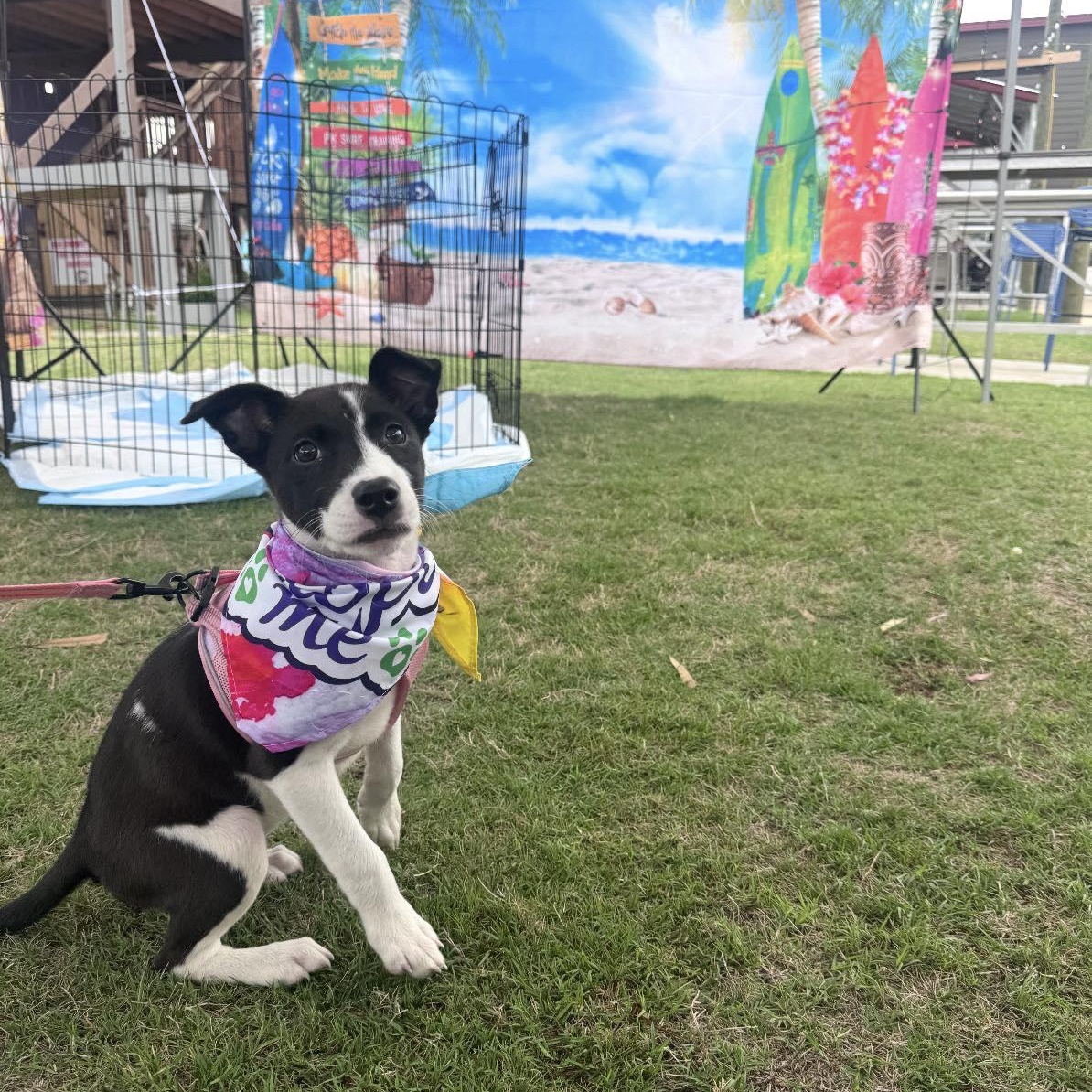 Dixie, a ADOPTABLE mixed breed in Calabash, NC image 4/4