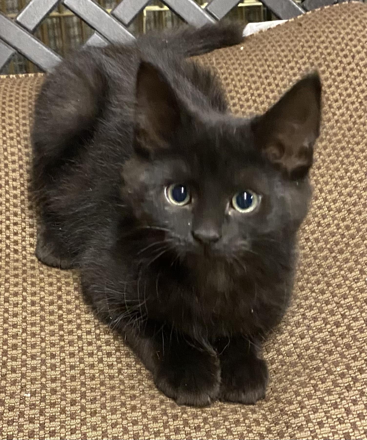 5 Kittens Medium Hair, a ADOPTABLE Domestic Medium Hair in Salem, NH image 2/5