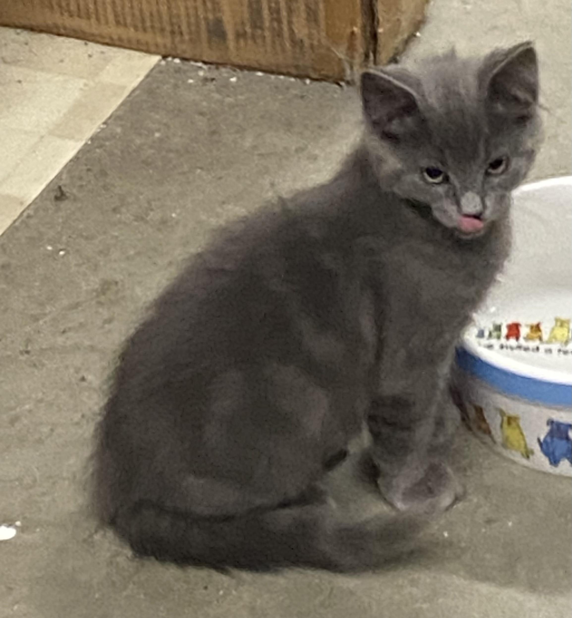 5 Kittens Medium Hair, a ADOPTABLE Domestic Medium Hair in Salem, NH image 3/5