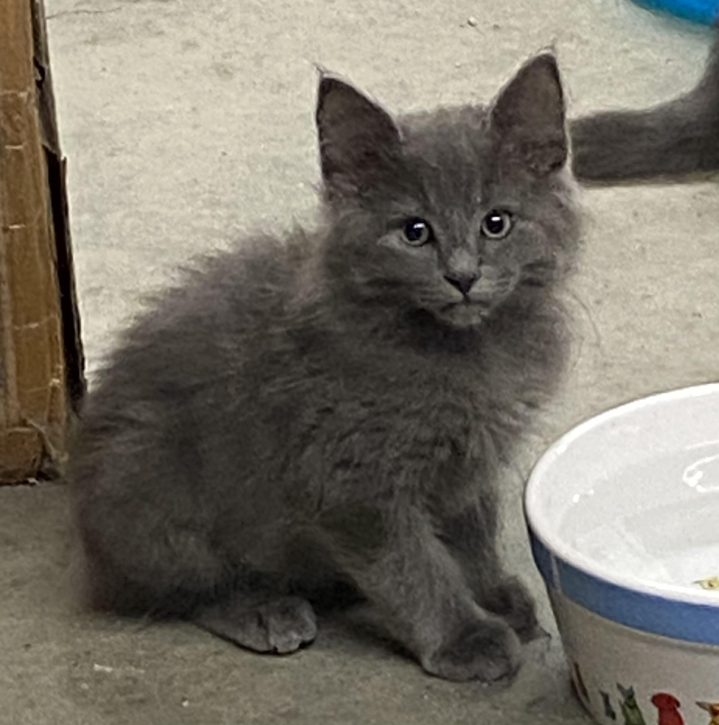 5 Kittens Medium Hair, a ADOPTABLE Domestic Medium Hair in Salem, NH image 5/5