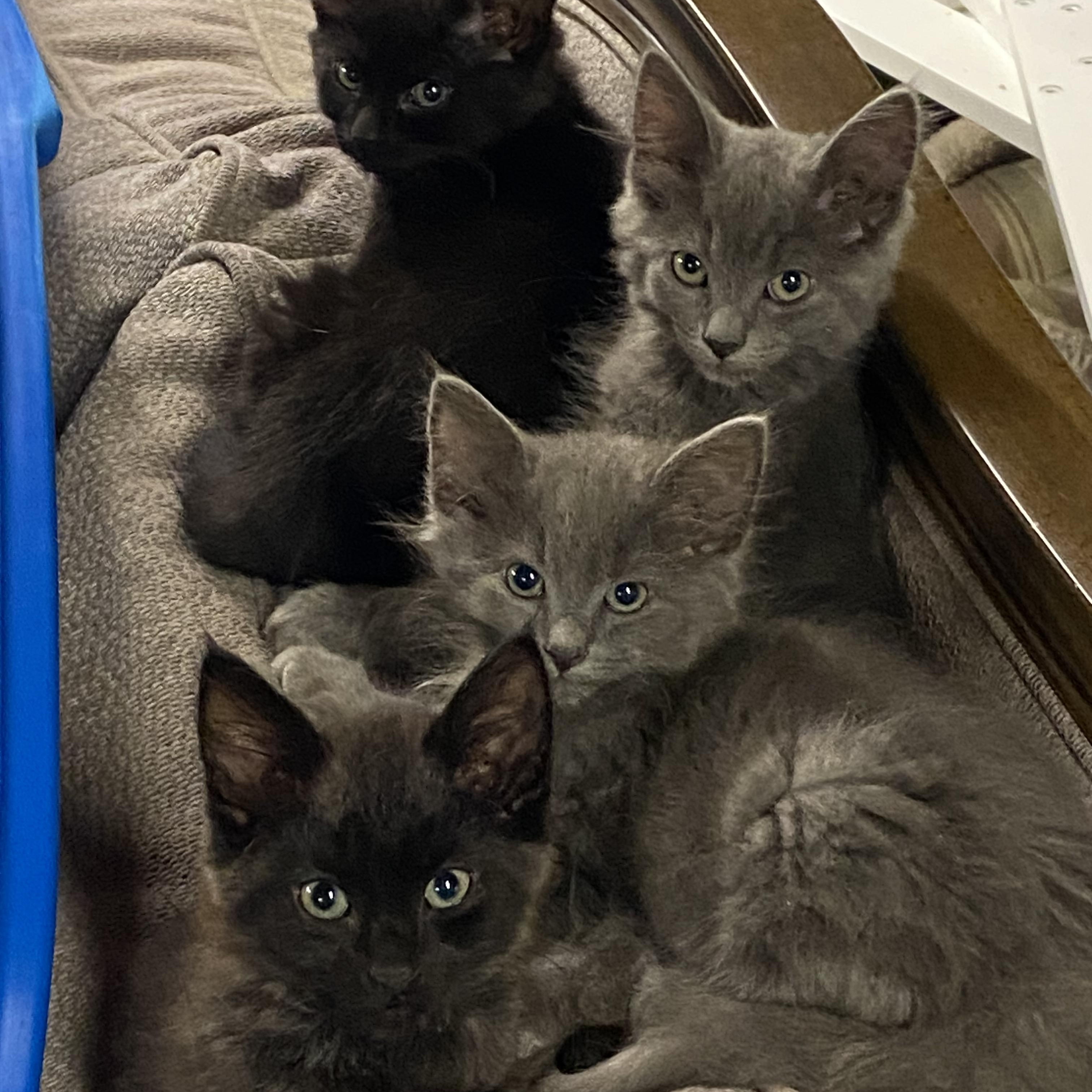 5 Kittens Medium Hair, ADOPTABLE, Kitten Male Domestic Medium Hair.