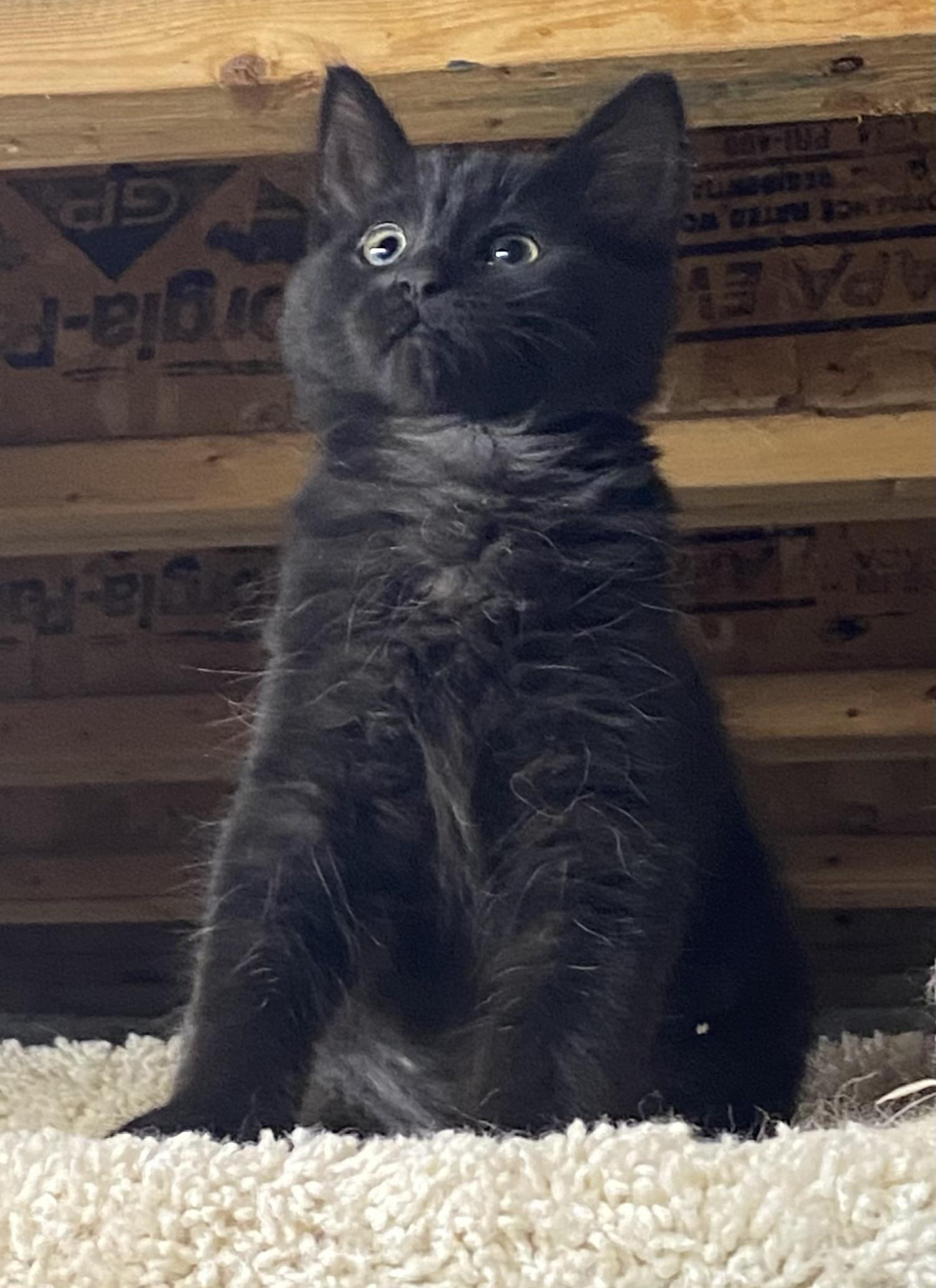 5 Kittens Medium Hair, a ADOPTABLE Domestic Medium Hair in Salem, NH image 4/5