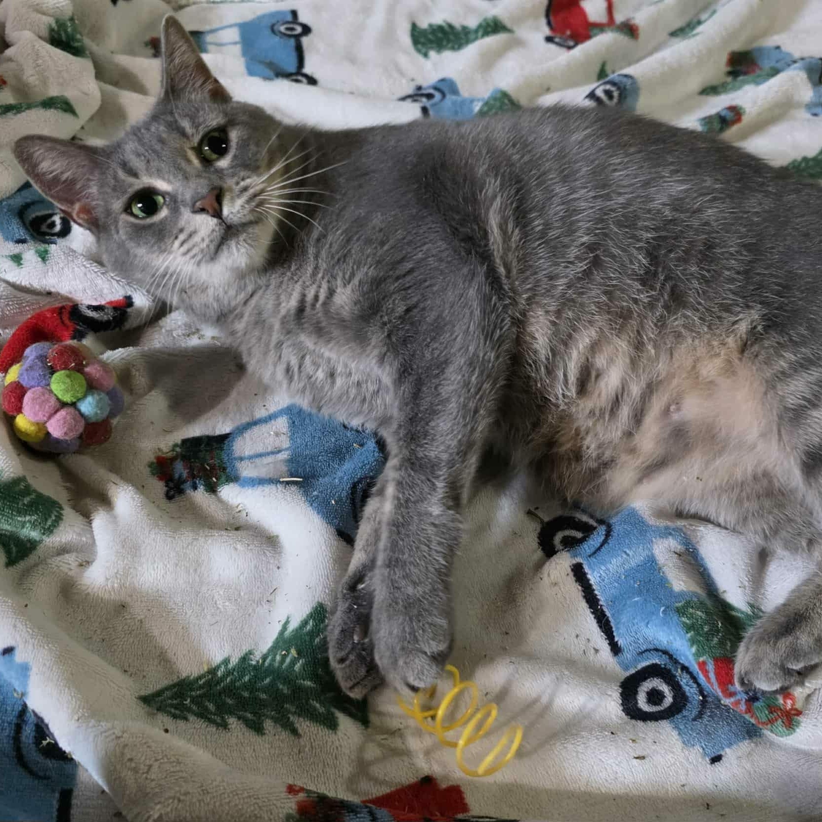 Majesta, a Adoptable Domestic Short Hair in Hudsonville, MI image 1/5