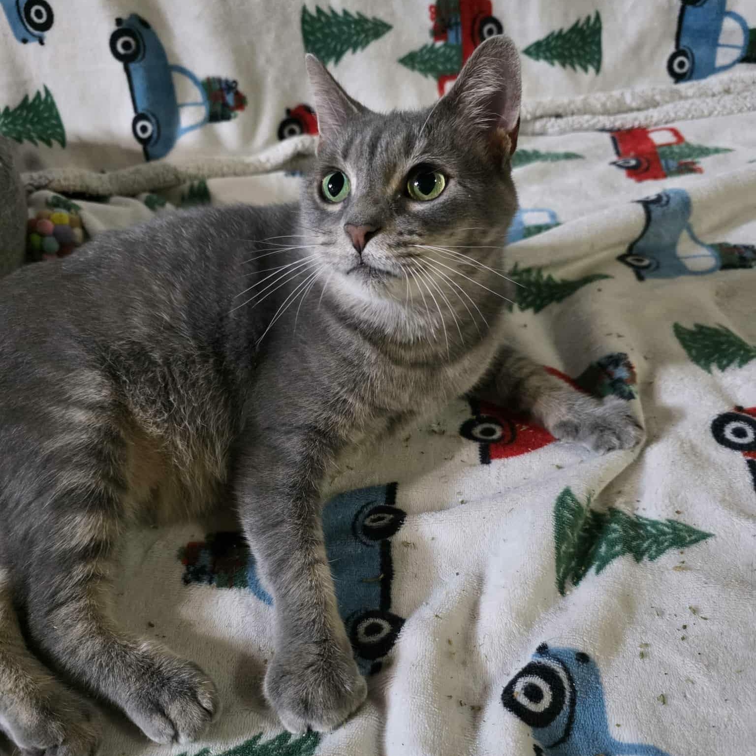 Majesta, a Adoptable Domestic Short Hair in Hudsonville, MI image 2/5