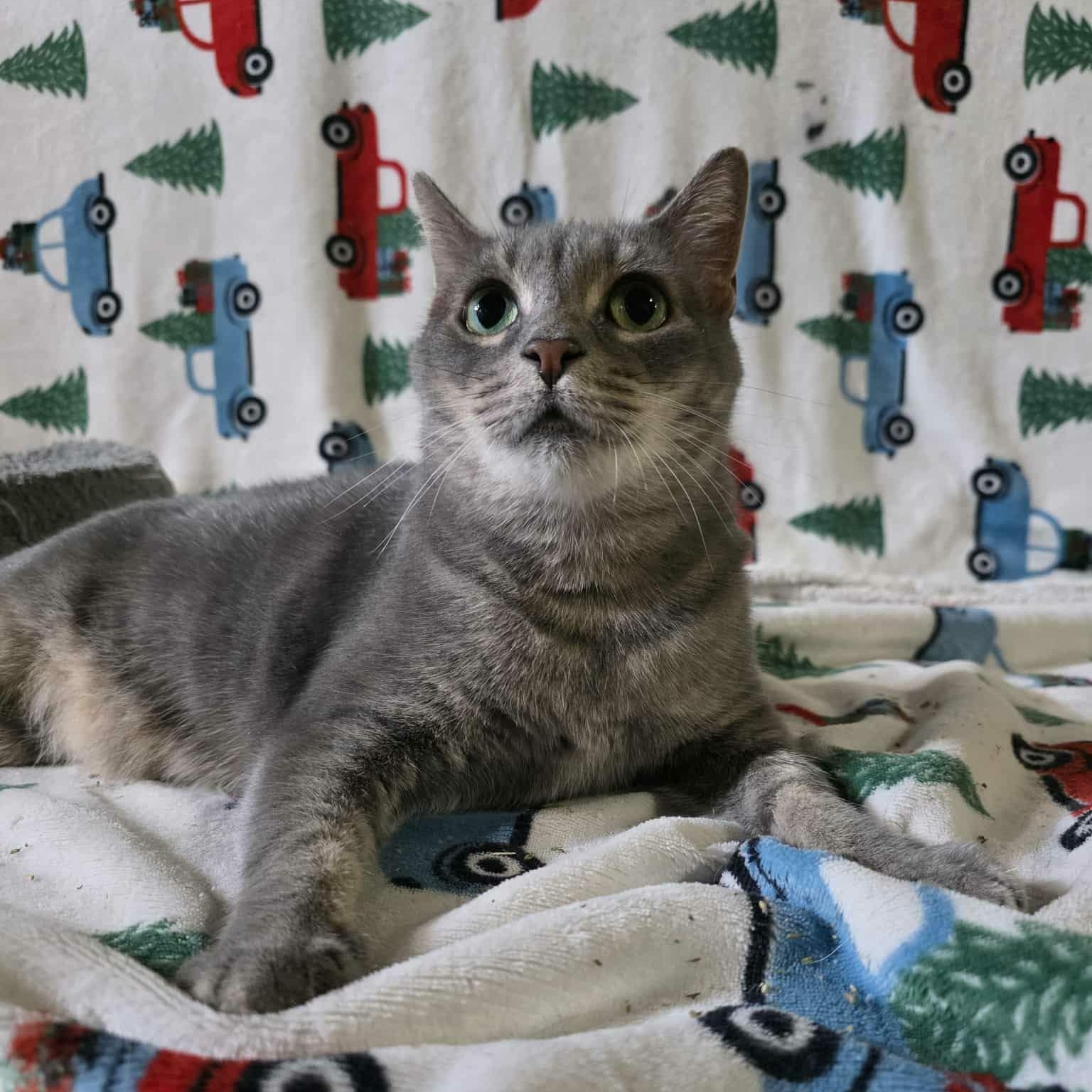 Majesta, a Adoptable Domestic Short Hair in Hudsonville, MI image 3/5