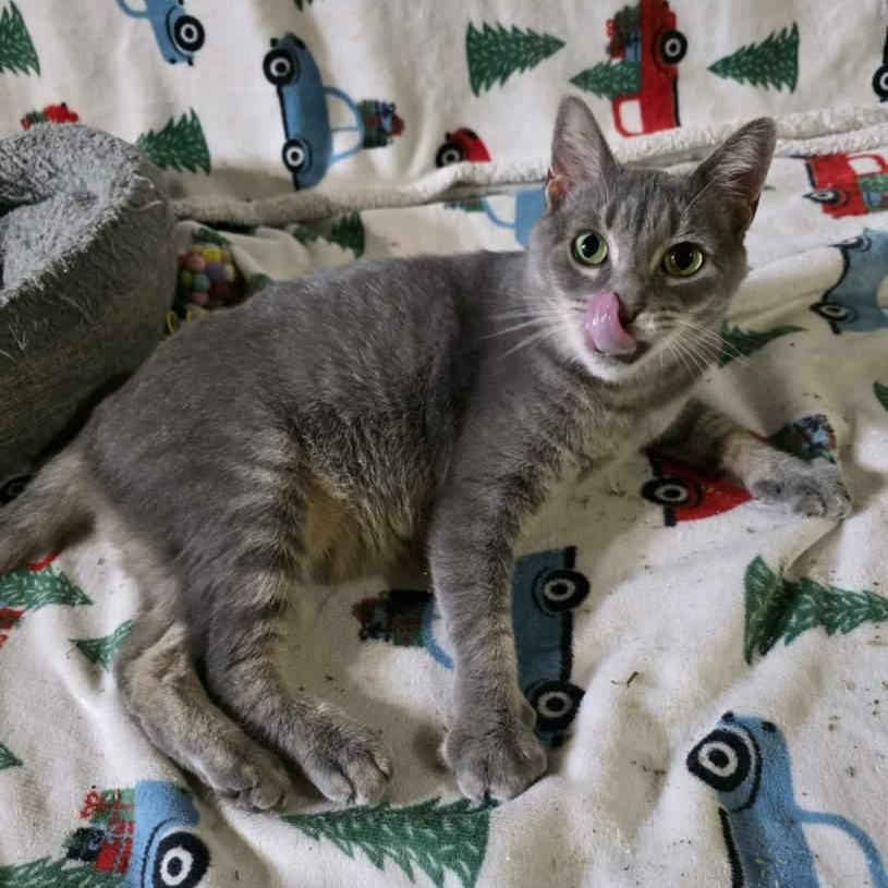 Majesta, a Adoptable Domestic Short Hair in Hudsonville, MI image 4/5