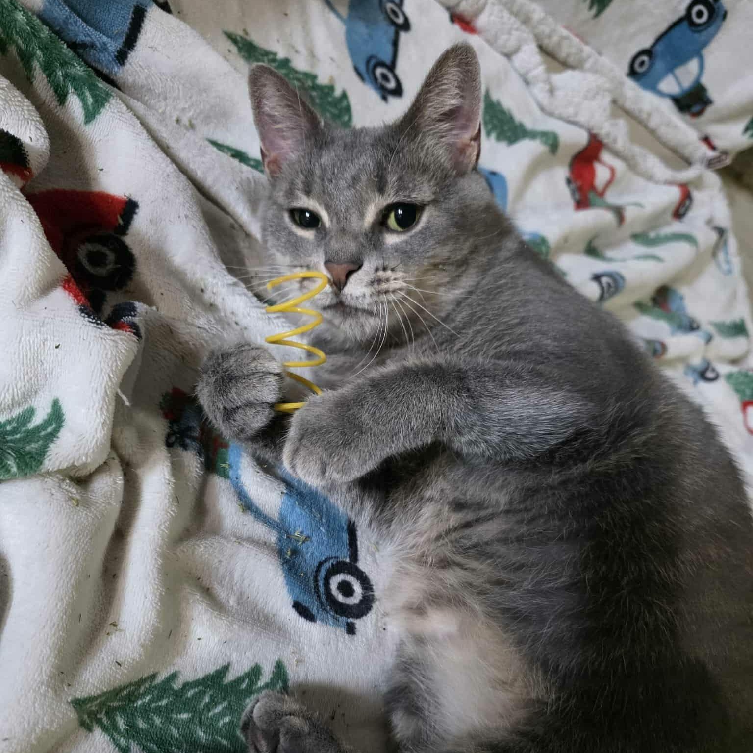 Majesta, a Adoptable Domestic Short Hair in Hudsonville, MI image 5/5