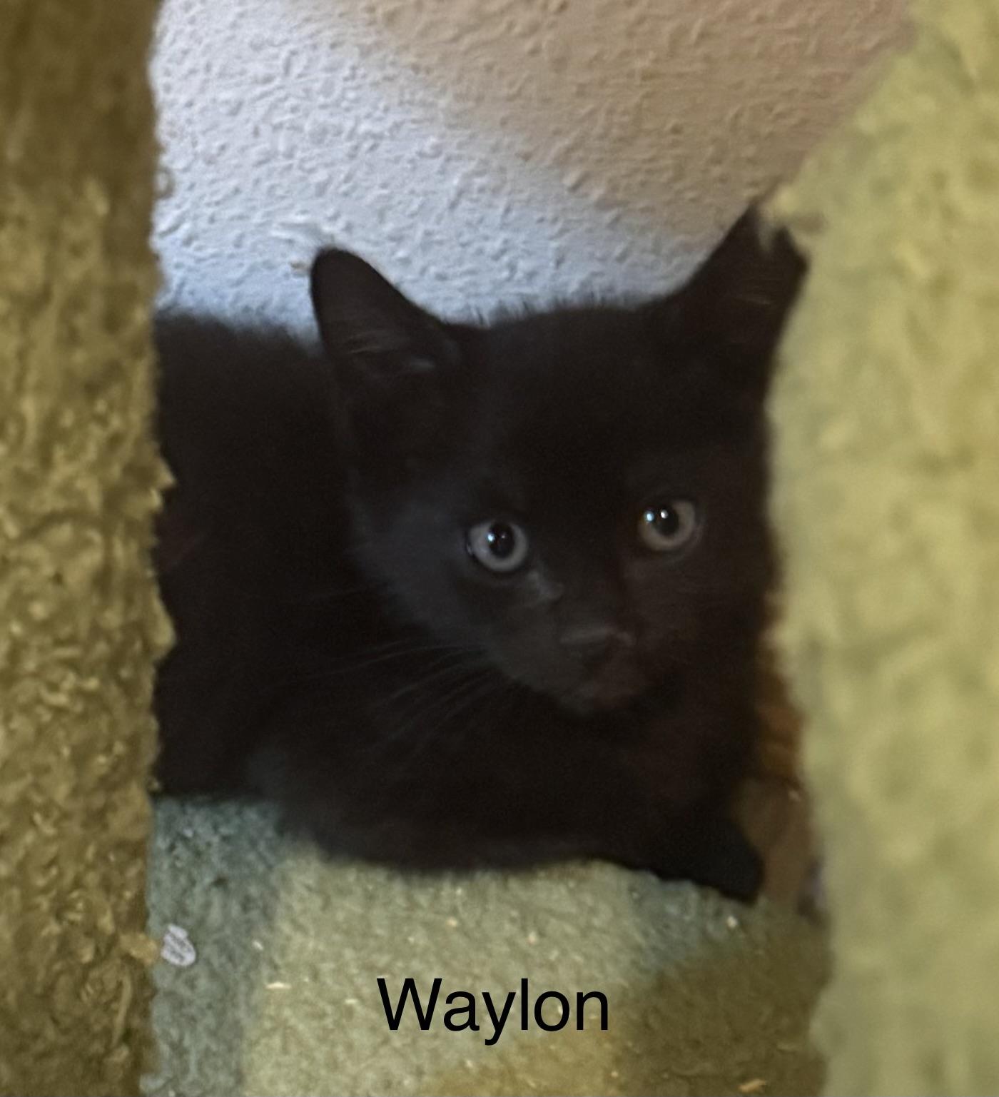 WAYLON, Adoptable, Kitten Male Domestic Short Hair.