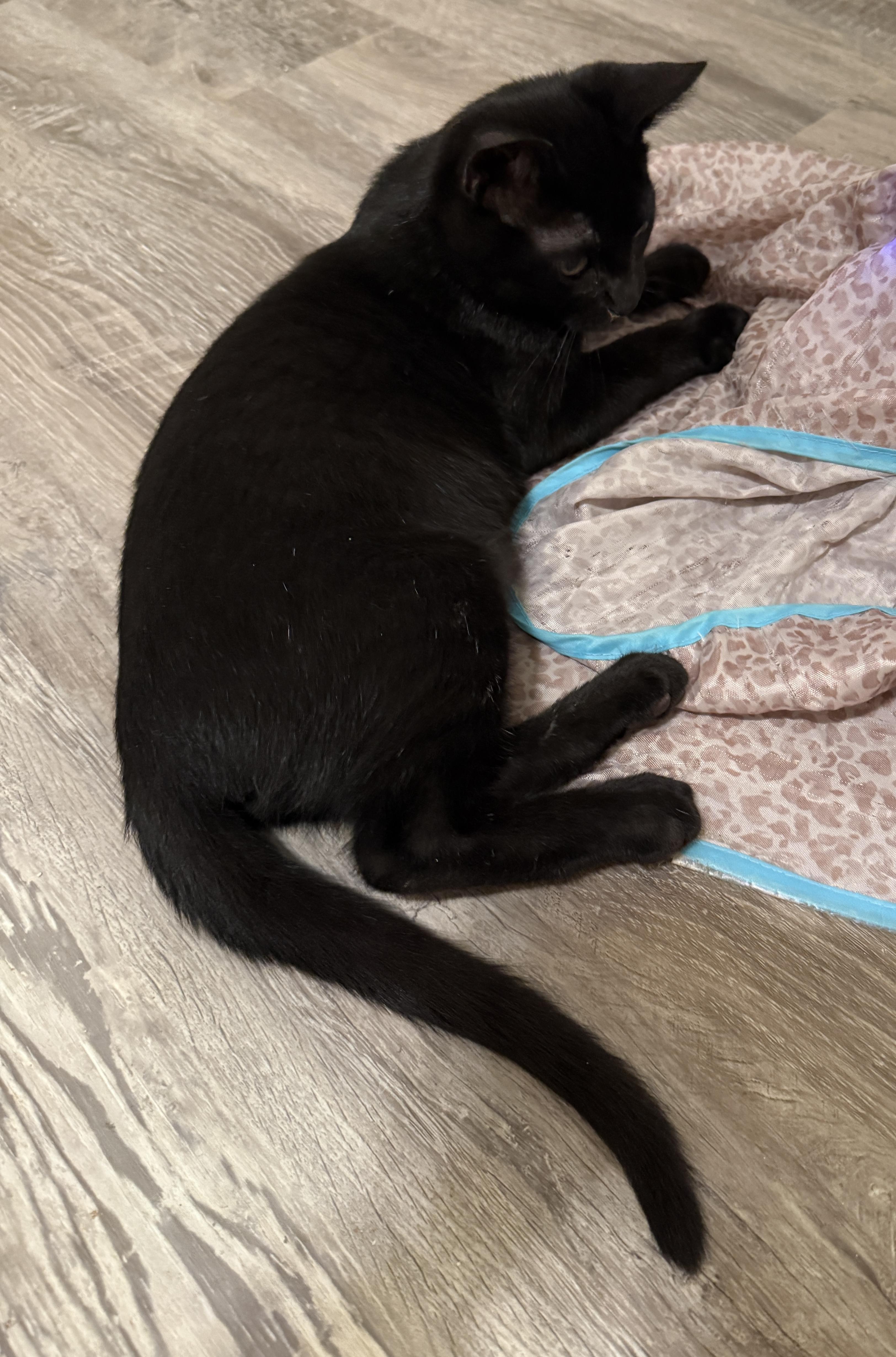 WAYLON, a Adoptable Domestic Short Hair in Renton, WA image 2/2