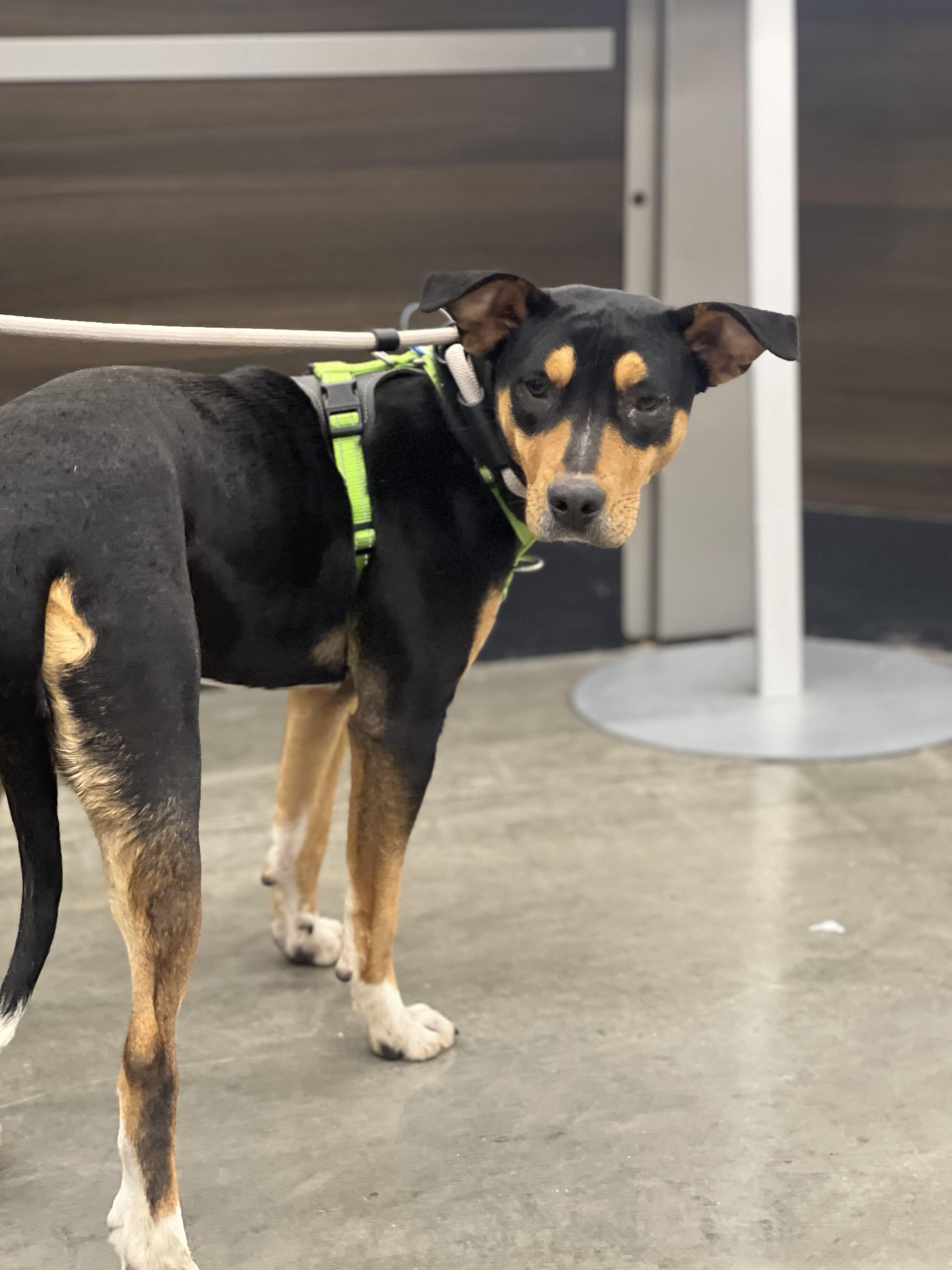 Enlarge Paisley, a ADOPTABLE mixed breed in Zimmerman, MN image 1/4