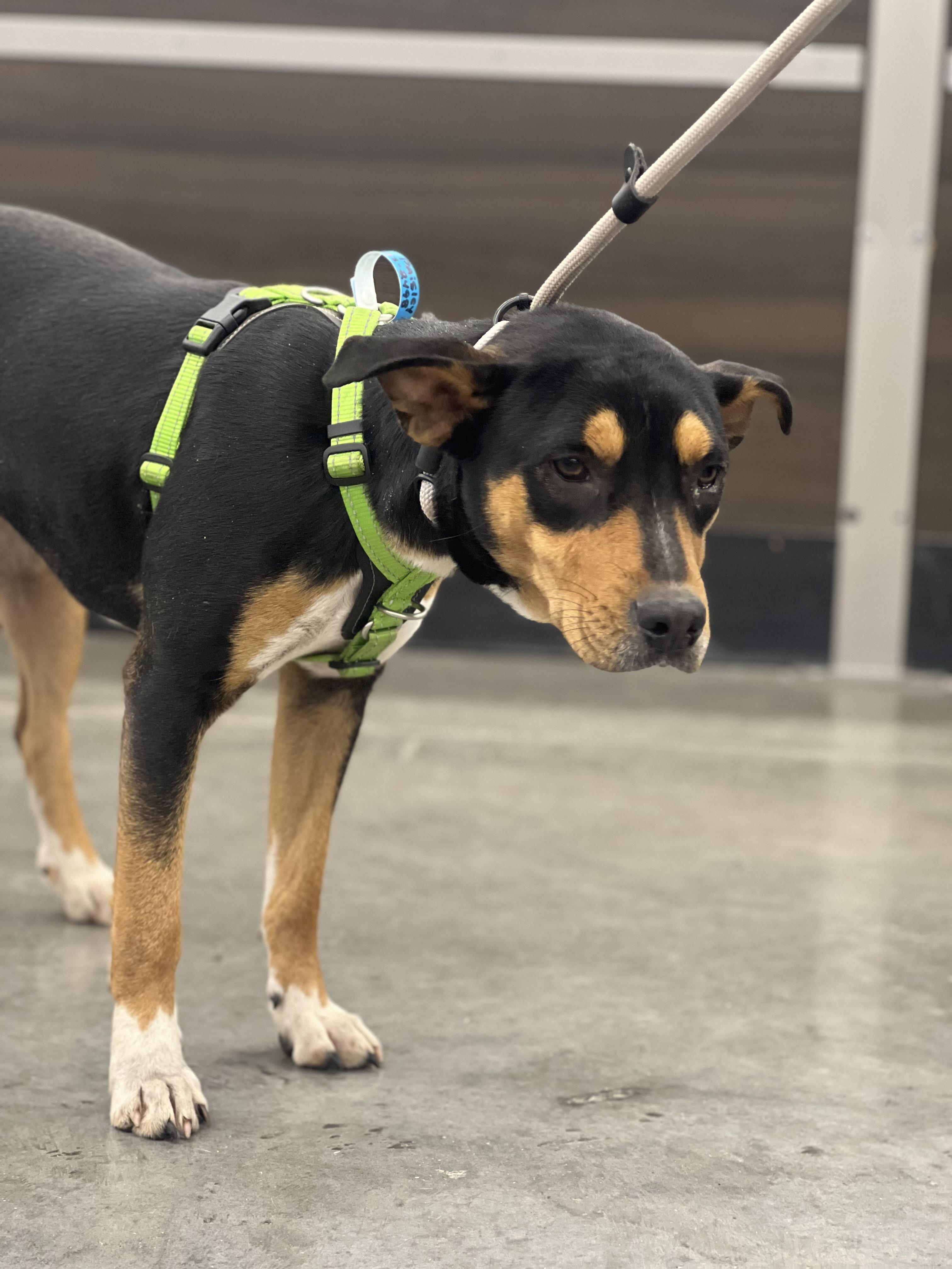 Enlarge Paisley, a ADOPTABLE mixed breed in Zimmerman, MN image 3/4