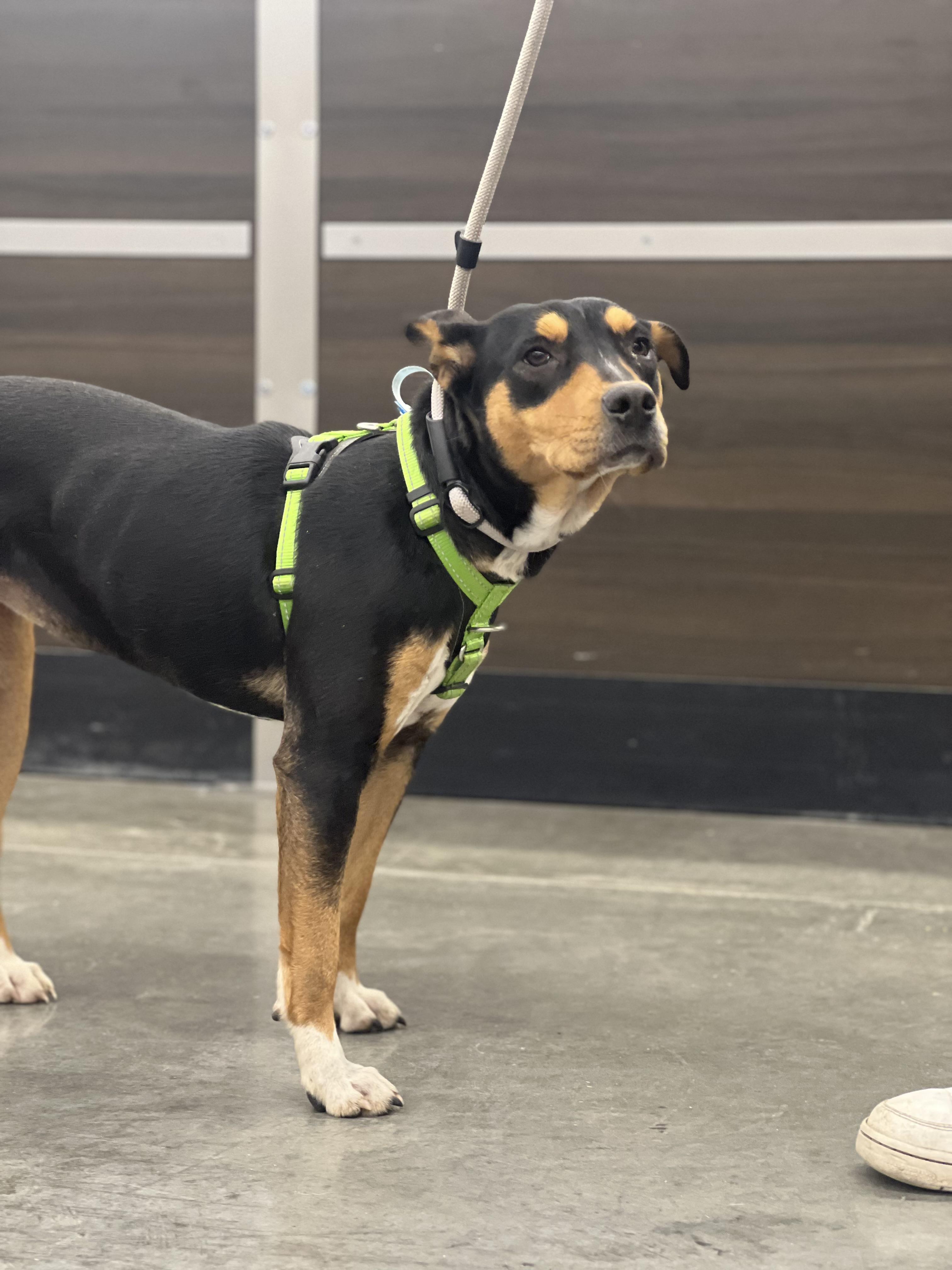 Enlarge Paisley, a ADOPTABLE mixed breed in Zimmerman, MN image 2/4