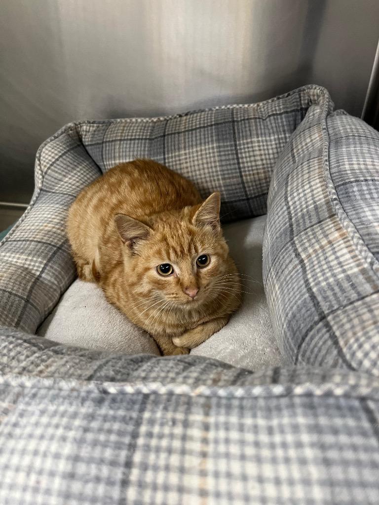 Enlarge Twain, a Adoptable mixed breed in Murray, KY image 1/2