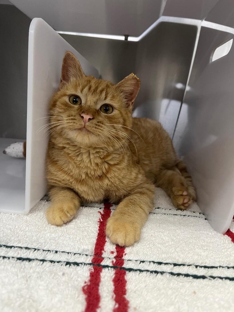 Enlarge Twain, a Adoptable mixed breed in Murray, KY image 2/2