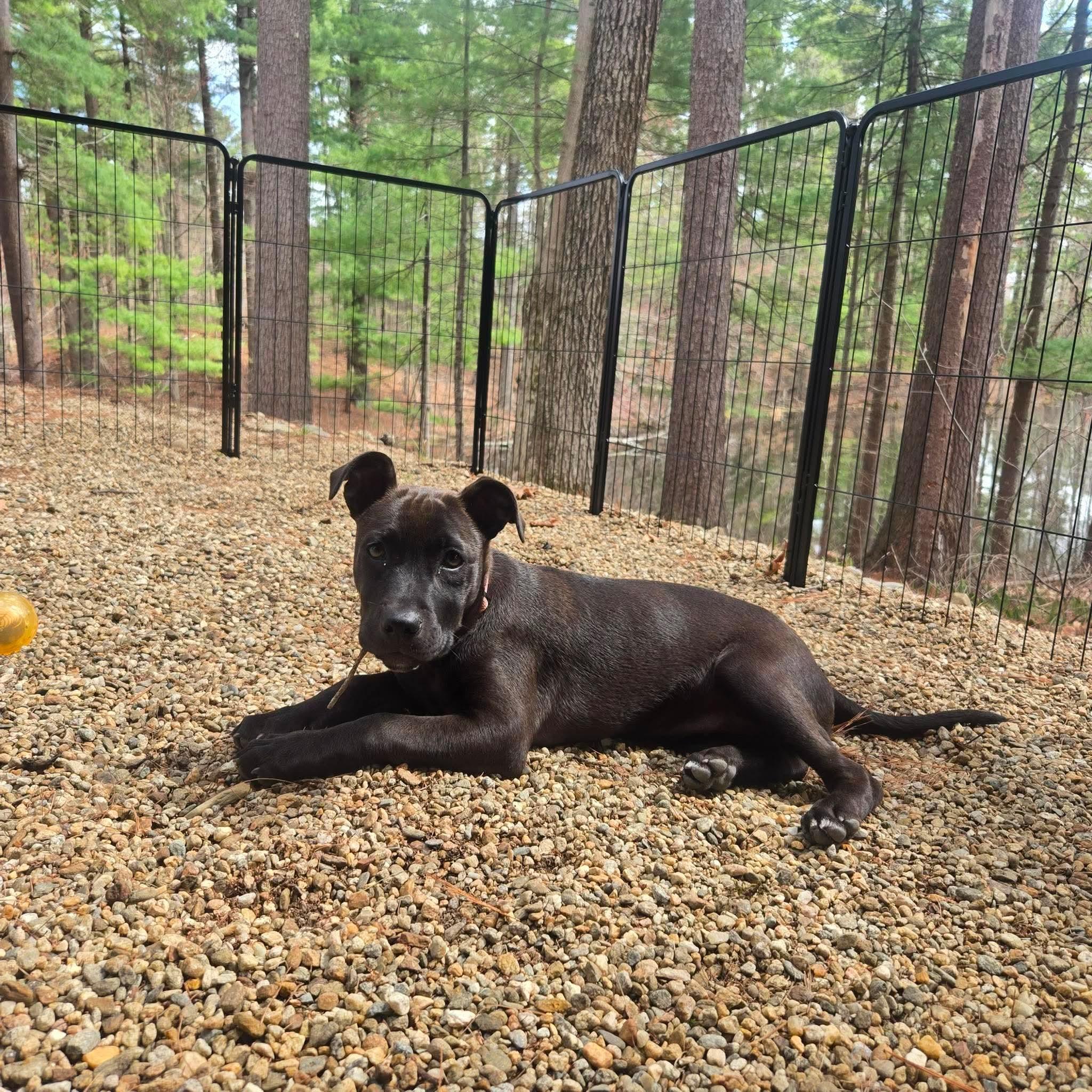 Enlarge Rosie, a Adoptable mixed breed in Groton, MA image 4/6