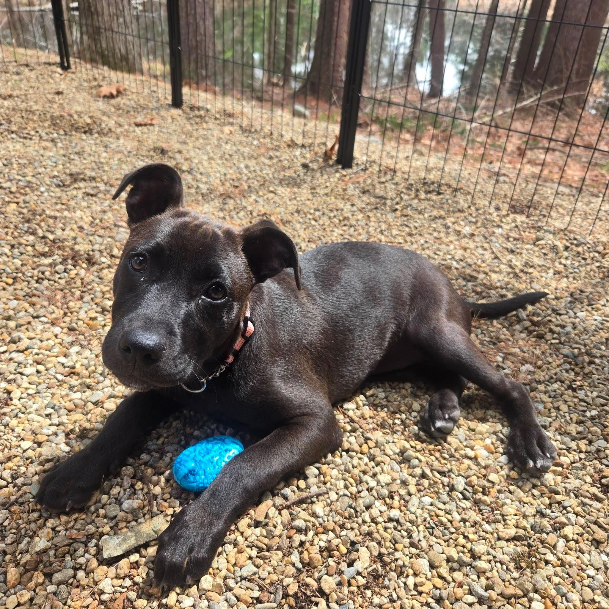 Enlarge Rosie, a Adoptable mixed breed in Groton, MA image 3/6