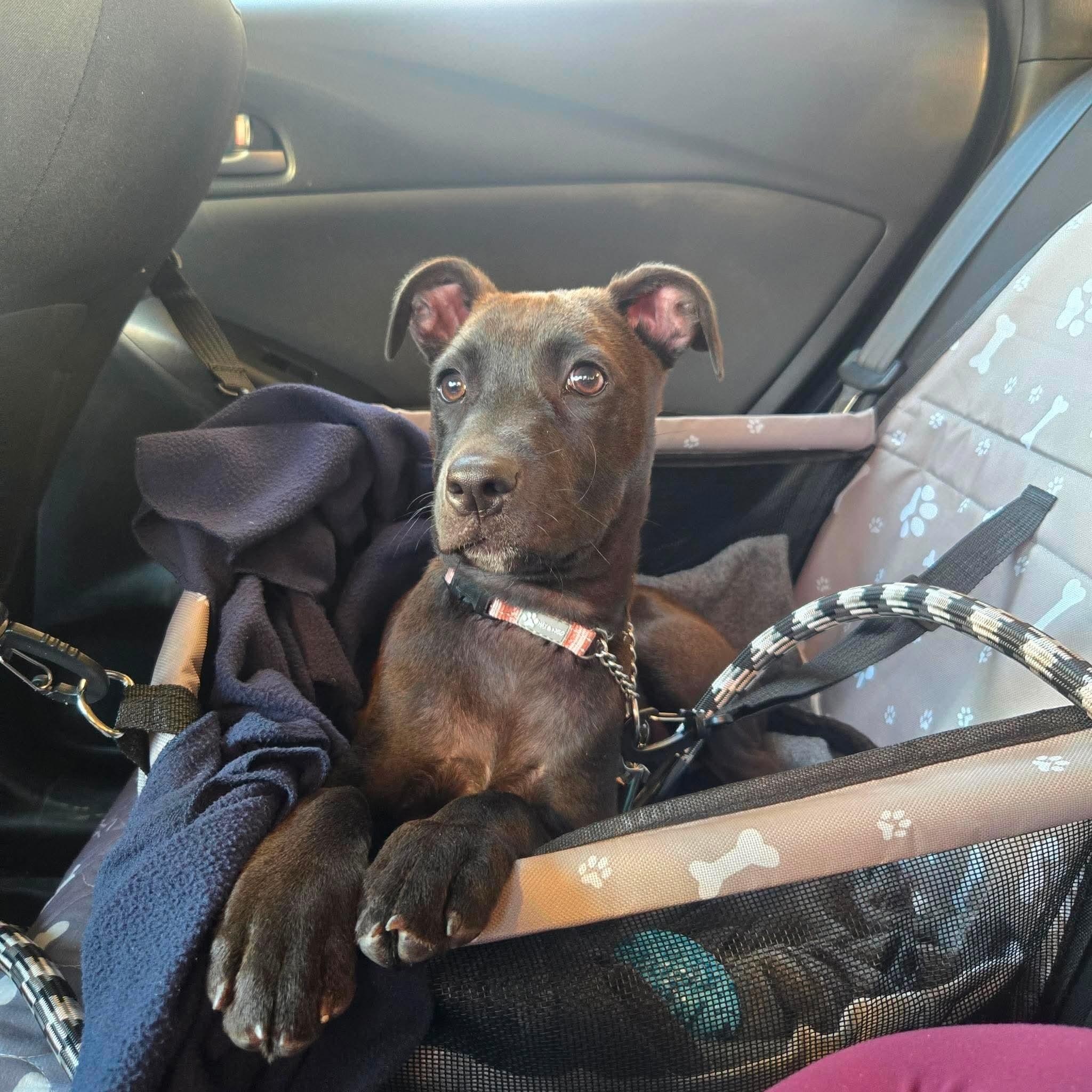Enlarge Rosie, a Adoptable mixed breed in Groton, MA image 2/6