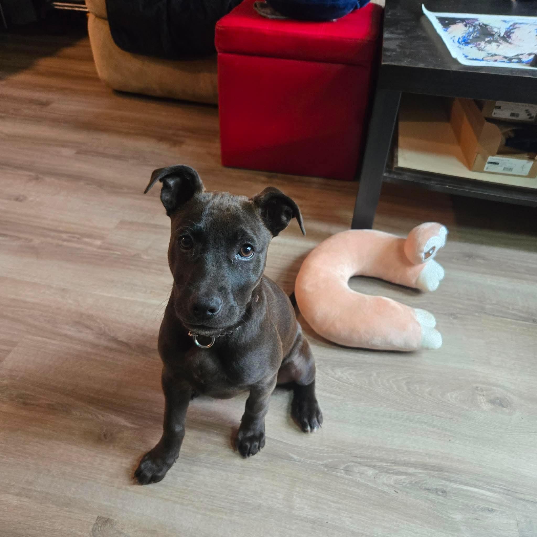 Enlarge Rosie, a Adoptable mixed breed in Groton, MA image 6/6