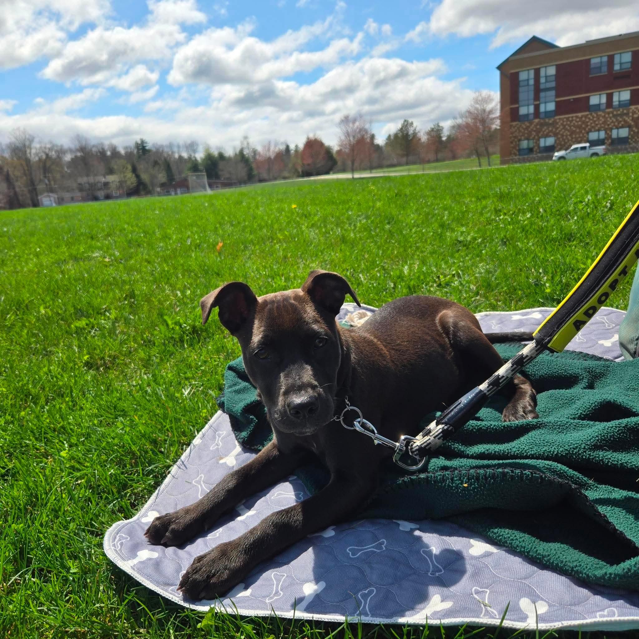 Enlarge Rosie, a Adoptable mixed breed in Groton, MA image 5/6