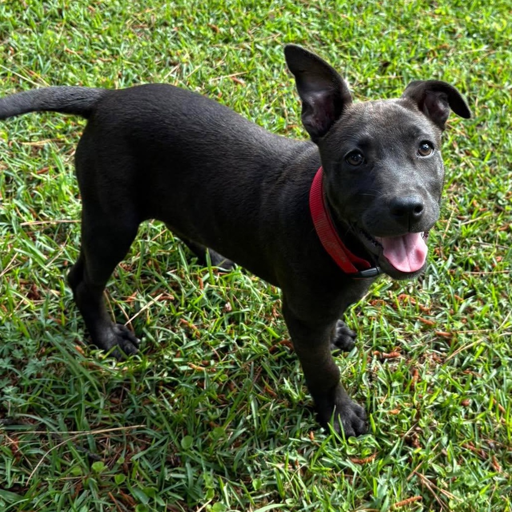 Rosie, Adoptable, Puppy Female American Bully & Labrador Retriever.