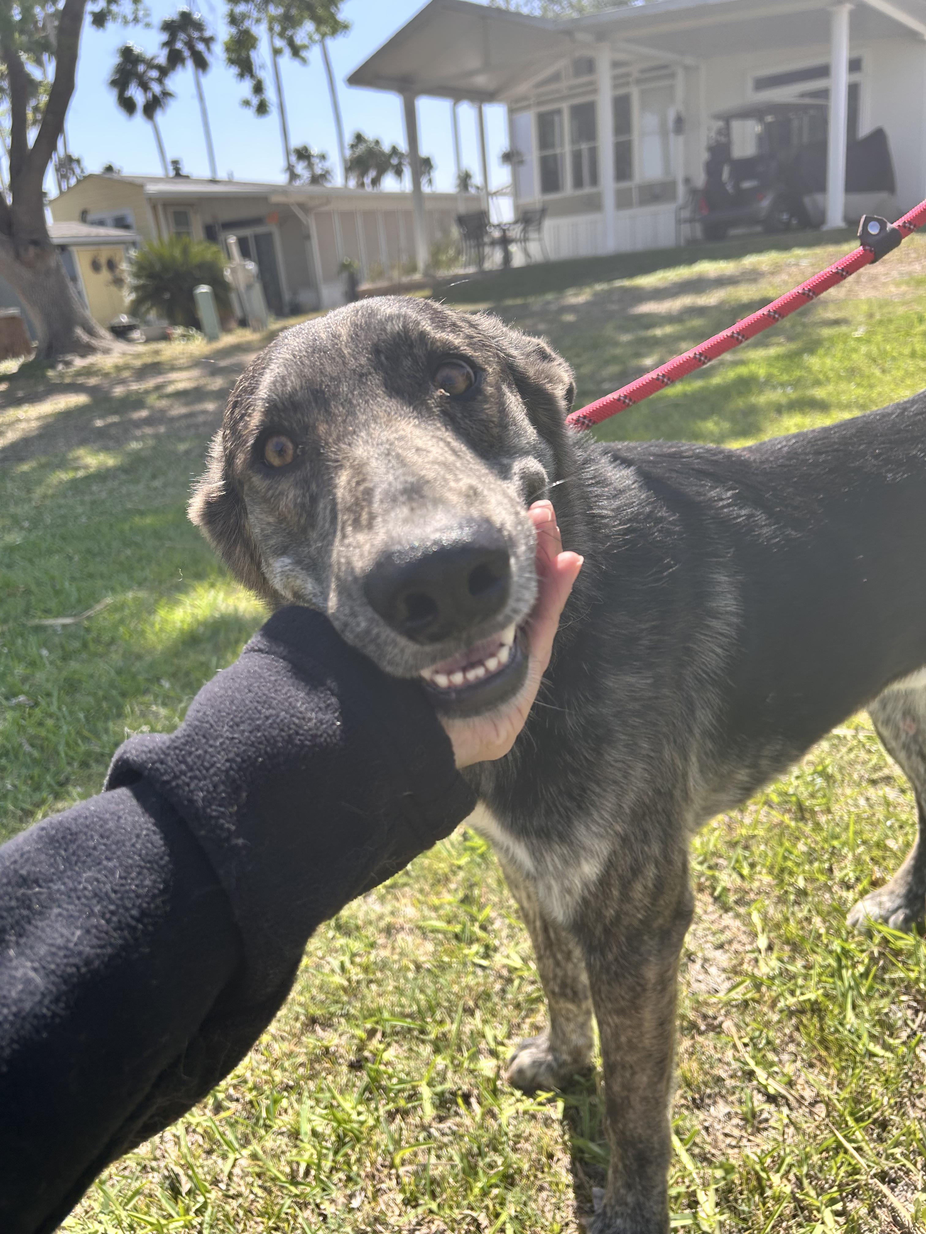 Rex, a Adoptable mixed breed in Blaine, WA image 2/4