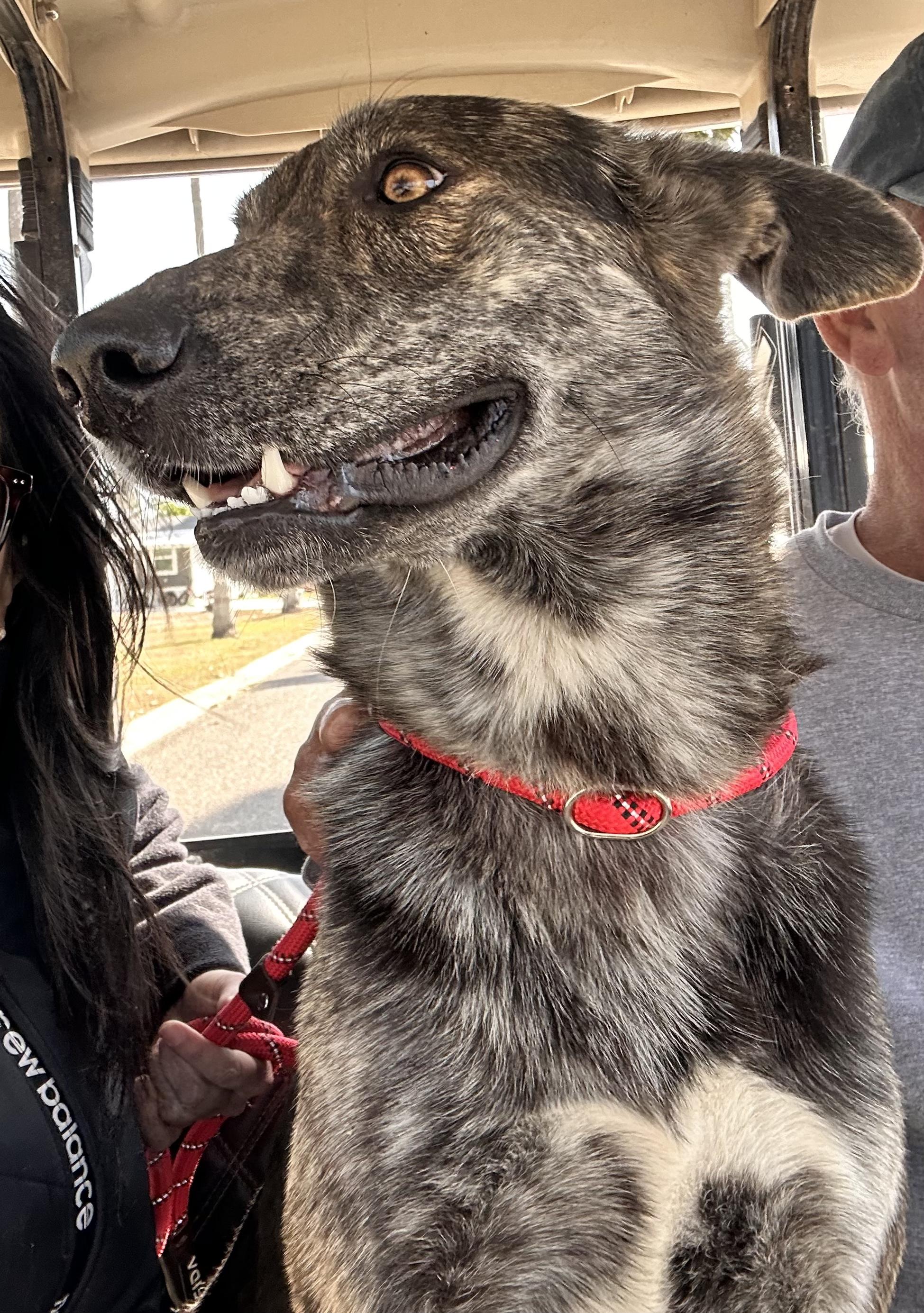 Rex, a Adoptable mixed breed in Blaine, WA image 4/4