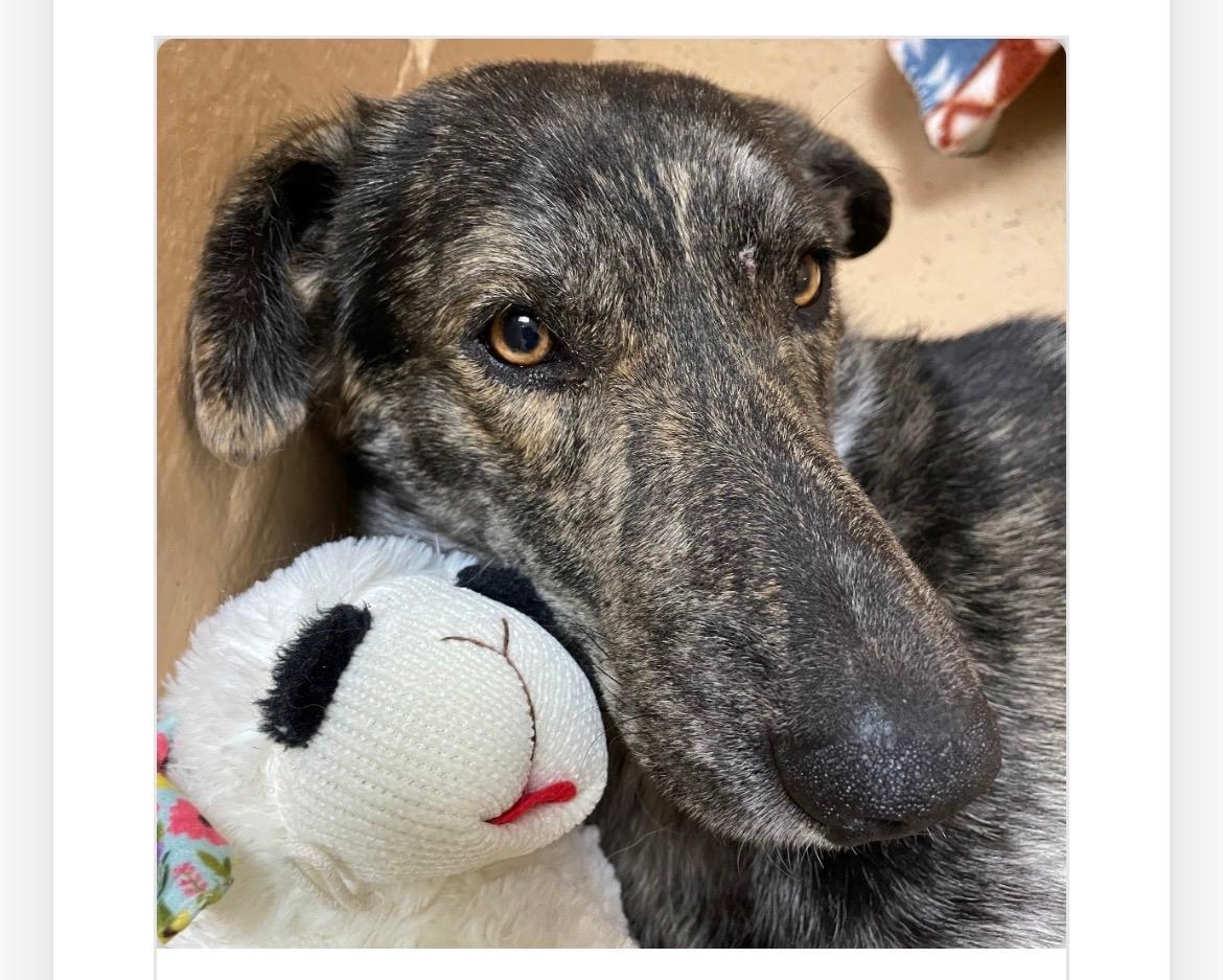 Rex, a Adoptable mixed breed in Blaine, WA image 3/4