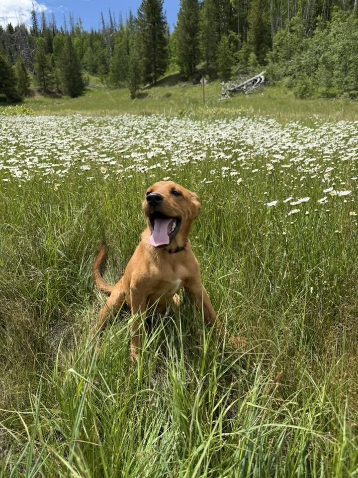 Theo---In Foster---Contact us for appointment to meet, a ADOPTABLE mixed breed in Rawlins, WY image 3/4