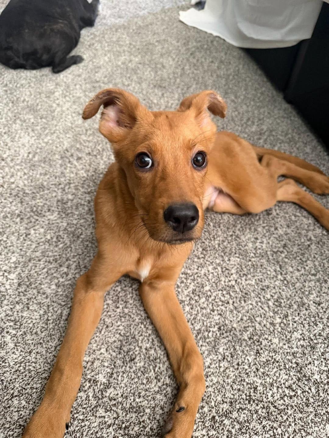 Theo---In Foster---Contact us for appointment to meet, a ADOPTABLE mixed breed in Rawlins, WY image 4/4