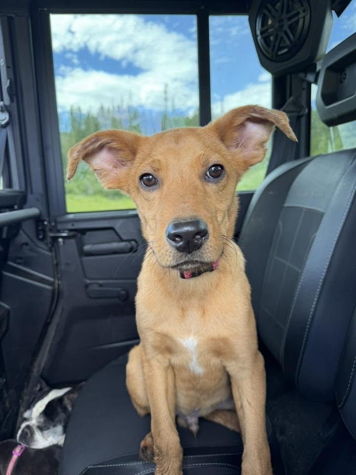 Theo---In Foster---Contact us for appointment to meet, ADOPTABLE, Puppy Male Labrador Retriever.