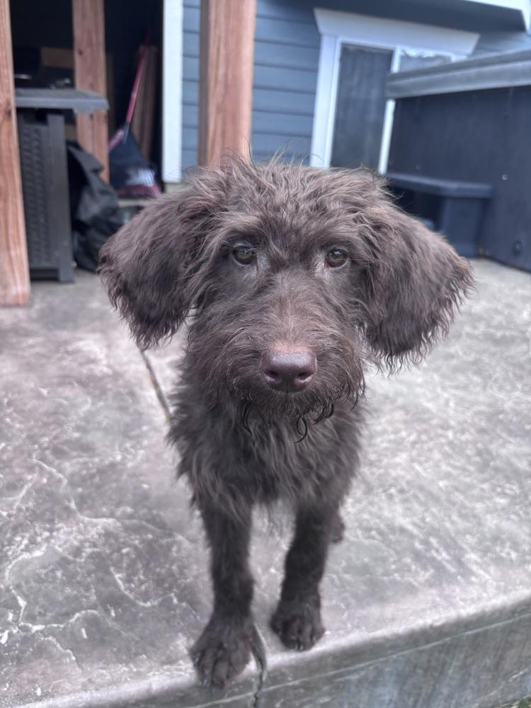 Enlarge Bartovic / Bear, a Adopted mixed breed in Broomfield, CO image 1/5