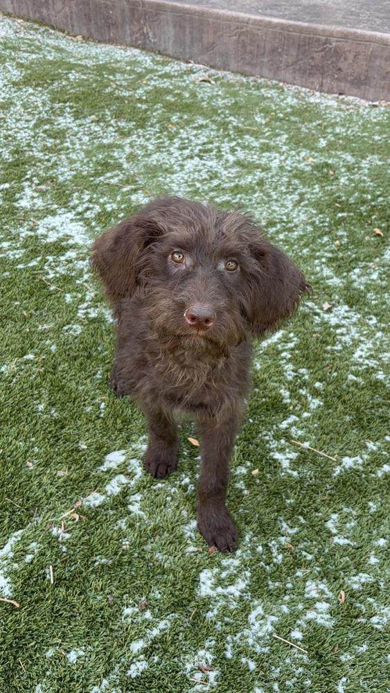 Enlarge Bartovic / Bear, a Adopted mixed breed in Broomfield, CO image 3/5
