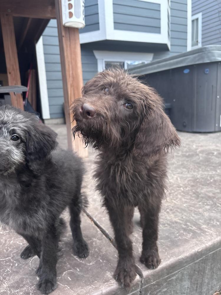 Enlarge Bartovic / Bear, a Adopted mixed breed in Broomfield, CO image 4/5
