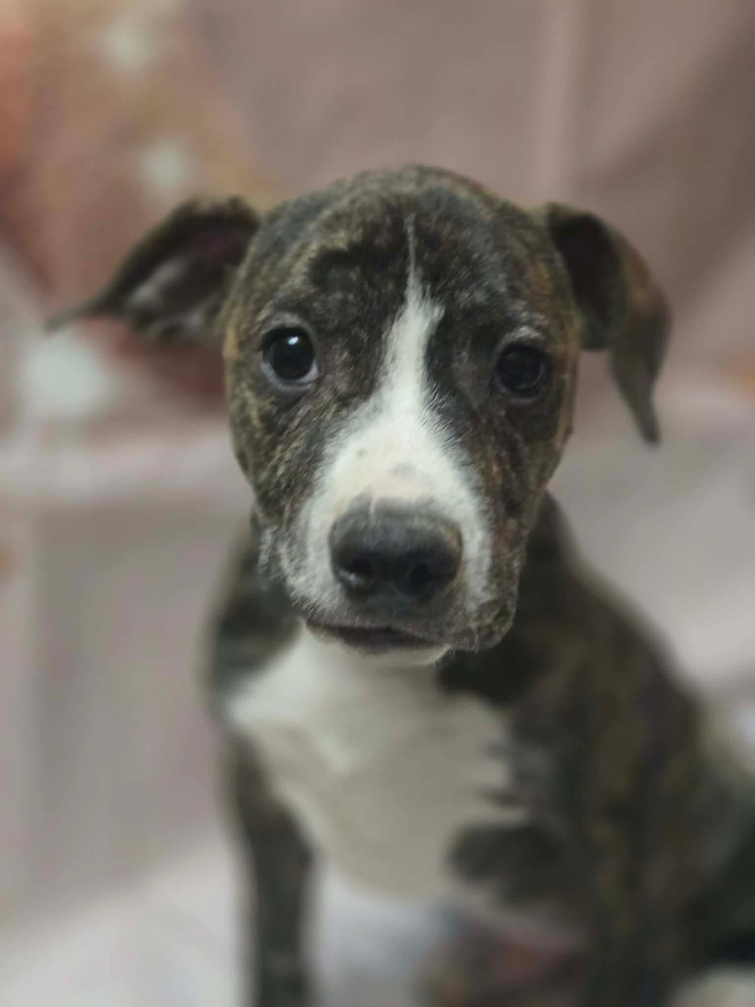 Enlarge Freyr, an adopted mixed breed in Greensburg, PA image 3/4