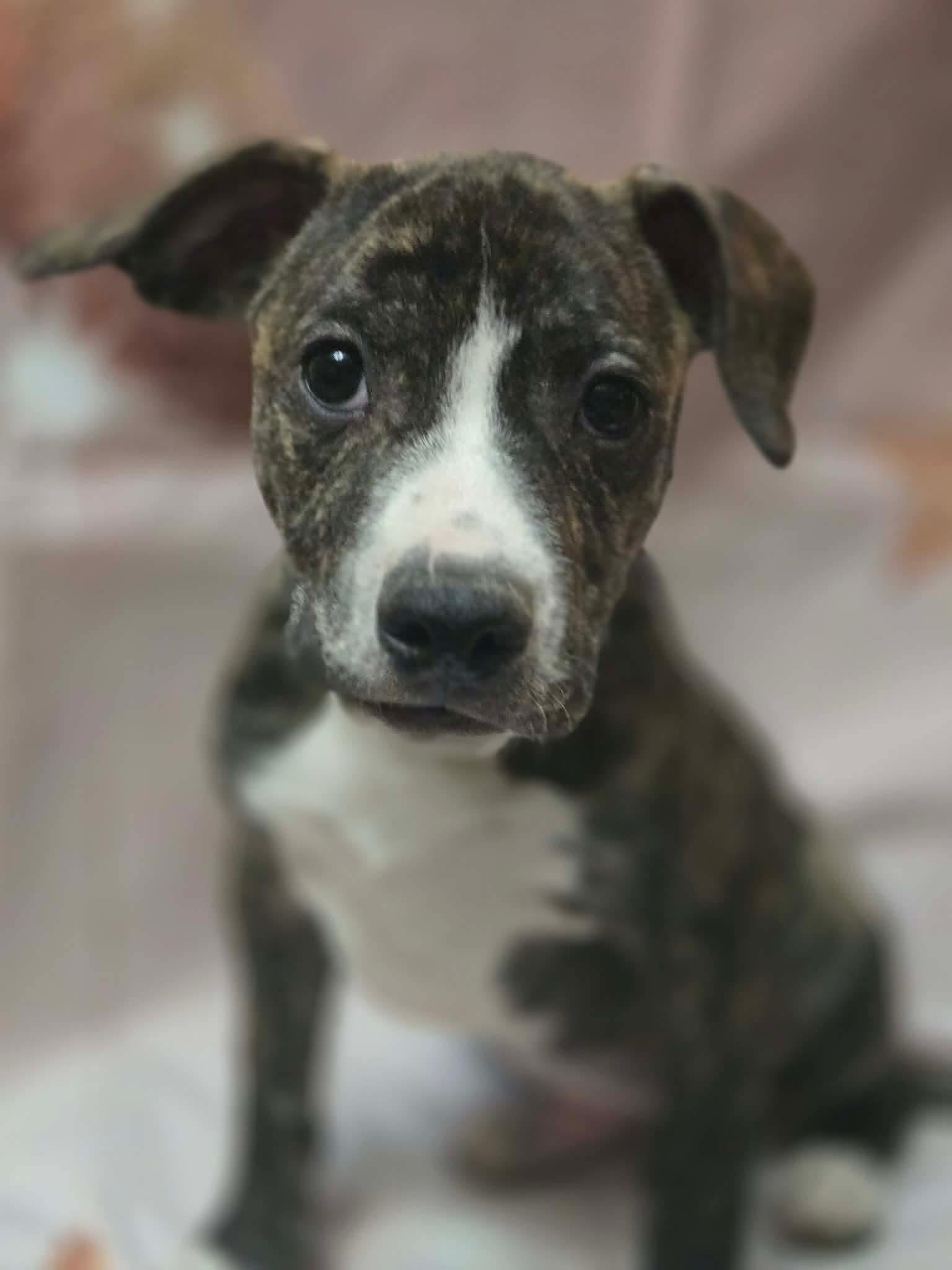 Enlarge Freyr, an adopted mixed breed in Greensburg, PA image 2/4