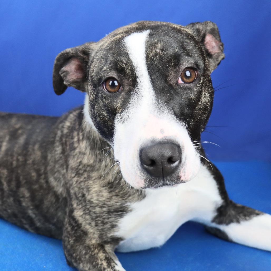 Bella - 073104T, a Adoptable Mountain Cur in Tupelo, MS image 1/3