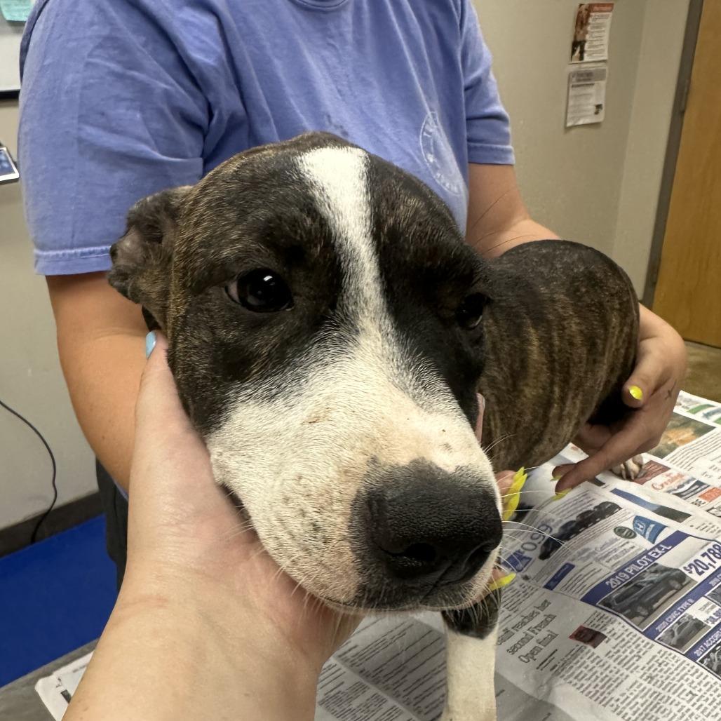 Bella - 073104T, a Adoptable Mountain Cur in Tupelo, MS image 2/3
