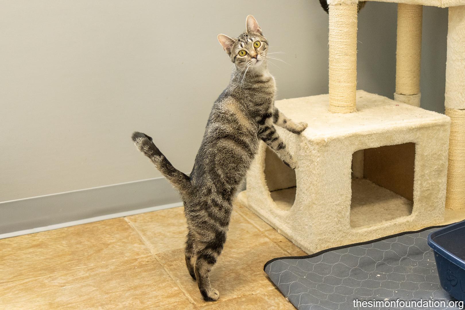 Pictionary, Adoptable, Young Female Domestic Short Hair.