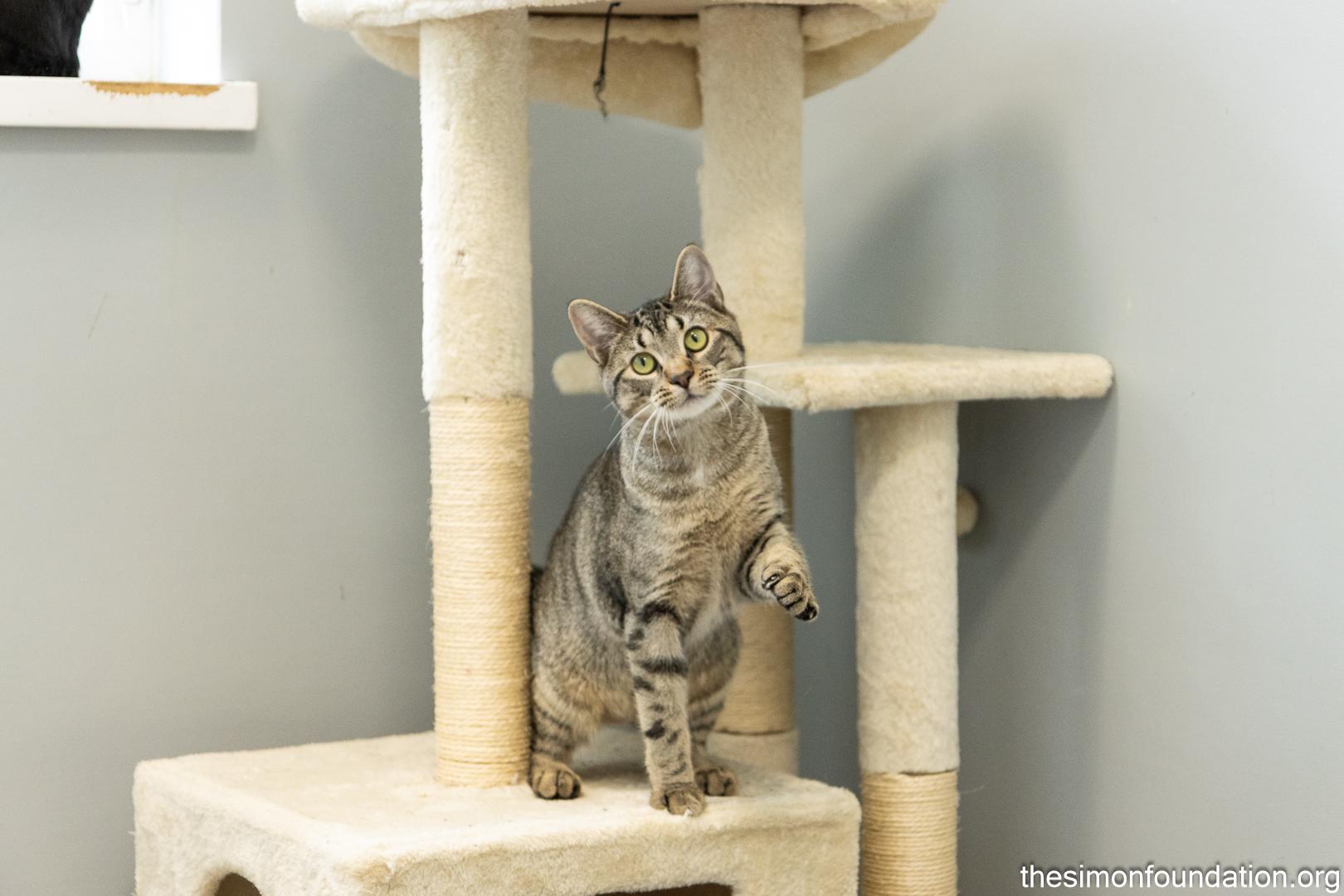Enlarge Pictionary, a Adoptable Domestic Short Hair in Bloomfield, CT image 2/2