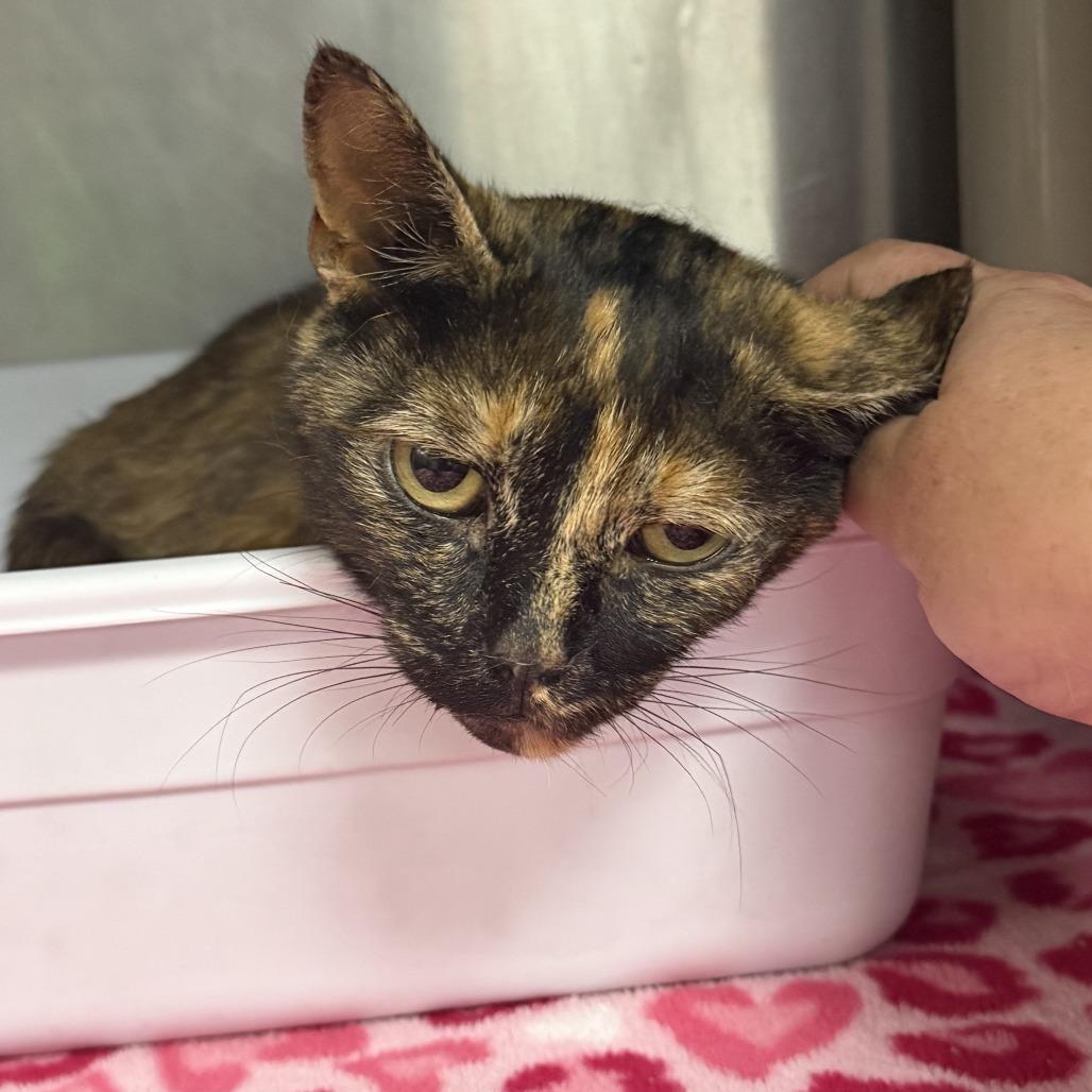 Enlarge Josie, a Adoptable Domestic Short Hair in Marion, VA image 1/1