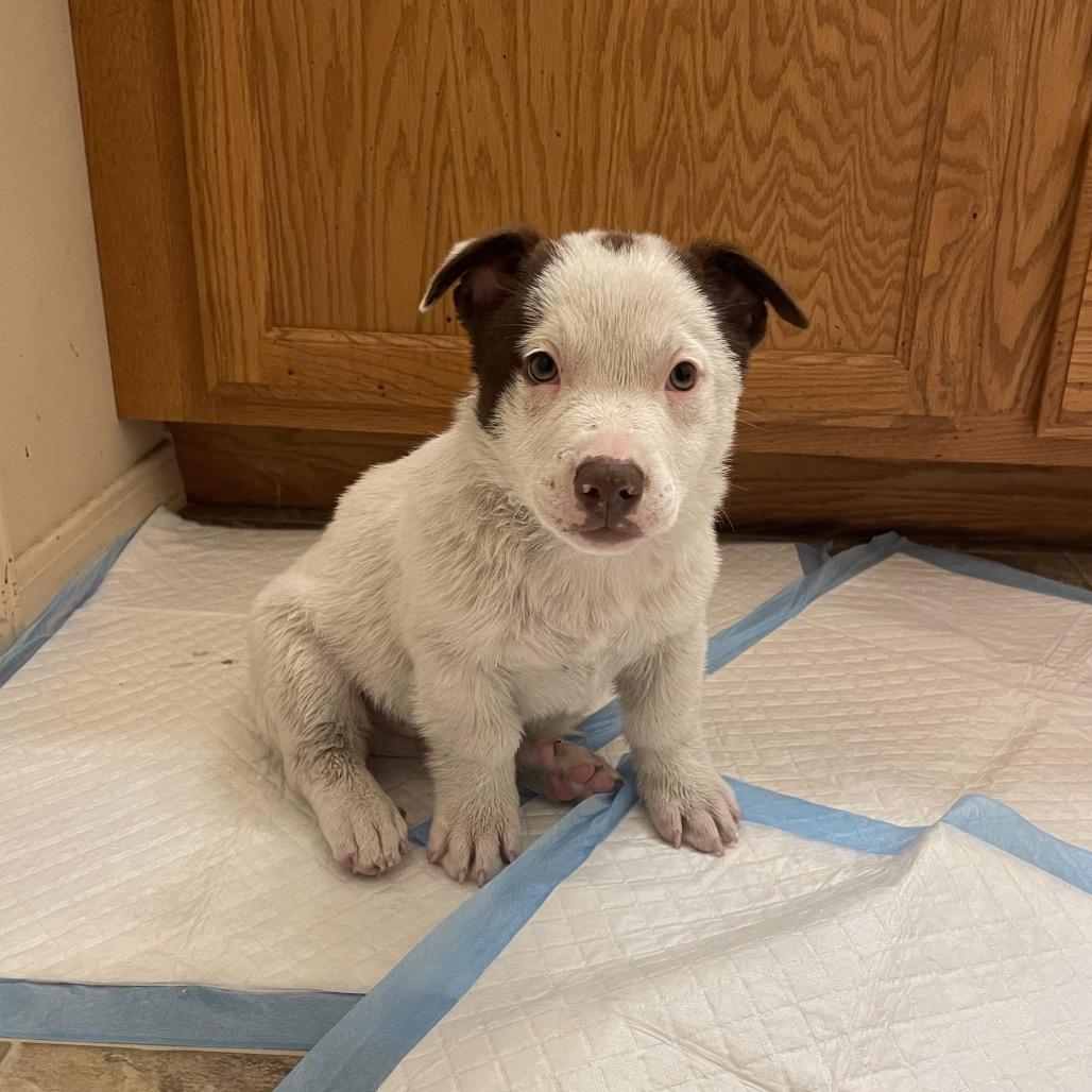 Acorn, Adoptable, Puppy Male Mixed Breed.