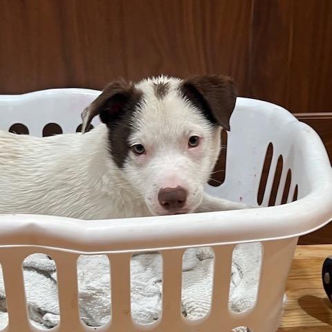 Enlarge Acorn, a Adoptable Mixed Breed in Tacoma, WA image 3/5